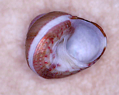 Cantharidella picturata