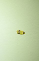 Heterallactis microchrysa