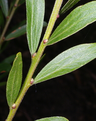 Acacia rostriformis