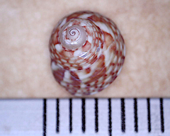 Cantharidella picturata