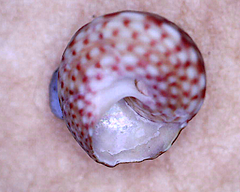Cantharidella picturata