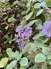 Plectranthus malvinus