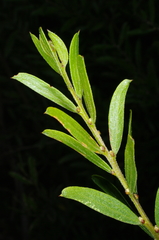 Acacia rostriformis