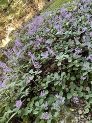 Plectranthus malvinus