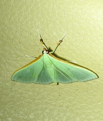 Stemorrhages amphitritalis