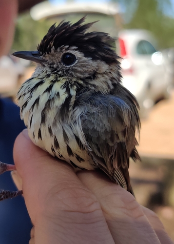 Sedosito Moteado (Pyrrholaemus sagittatus)
