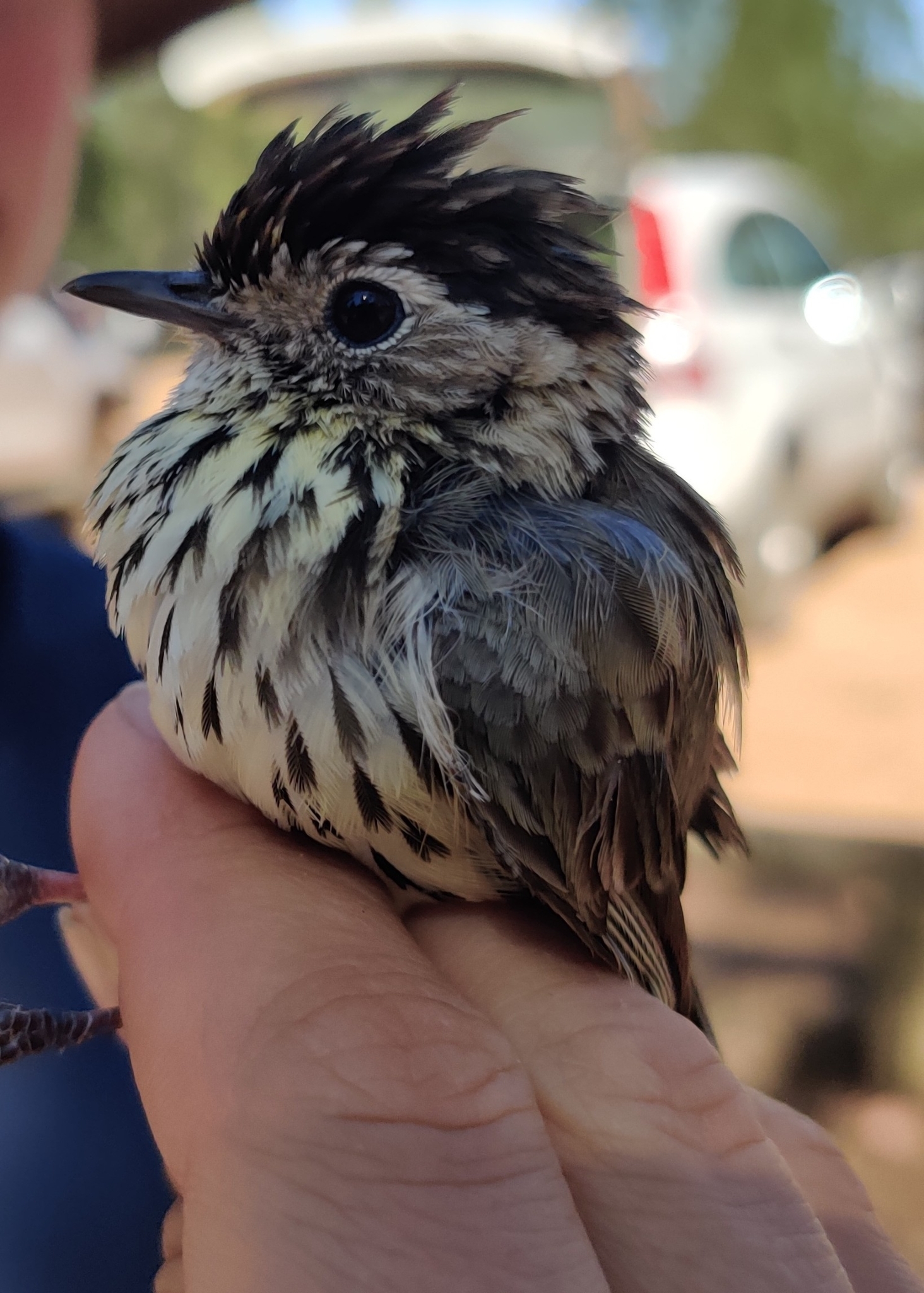 Speckled Warbler illustration