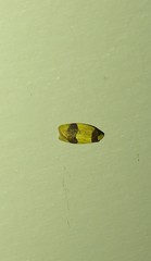 Heterallactis microchrysa