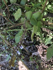 Plectranthus ciliatus