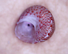 Cantharidella picturata