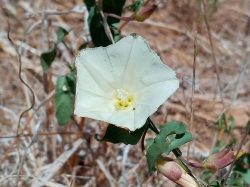 Image of Calystegia peirsonii by (c) Daniel S., some rights reserved (CC BY)
