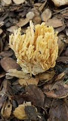 Ramaria cystidiophora