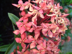 Ixora coccinea