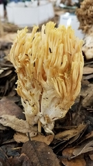 Ramaria cystidiophora