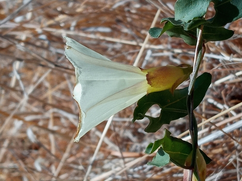Image of Calystegia peirsonii by (c) Daniel S., some rights reserved (CC BY)