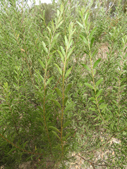 Acacia rostriformis