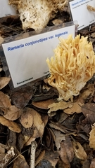 Ramaria cystidiophora