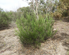 Acacia rostriformis