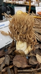 Ramaria violaceibrunnea