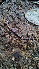 Pliocercus elapoides