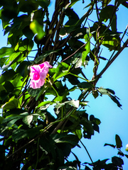 Ipomoea mauritiana