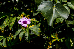 Ipomoea mauritiana