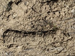 Thomomys talpoides