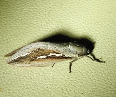 Abantiades labyrinthicus