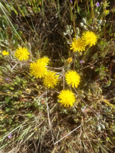 iNaturalist observation photo of hawksbeards