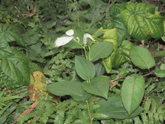 Saururus chinensis