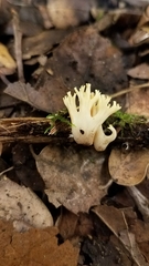 Lentaria byssiseda