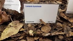 Lentaria byssiseda