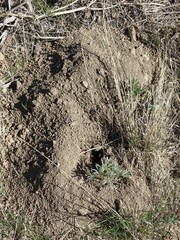 Thomomys talpoides
