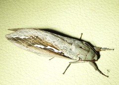 Abantiades labyrinthicus