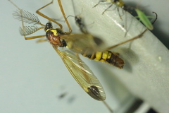 Ctenophora ornata