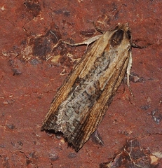 Cryptoptila