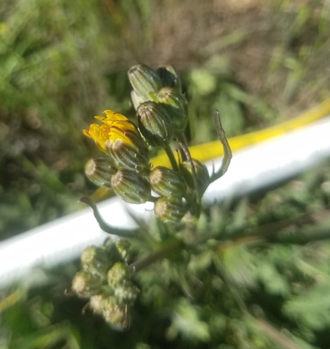 iNaturalist observation photo of prickly sowthistle