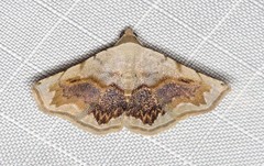Eublemma pectorora