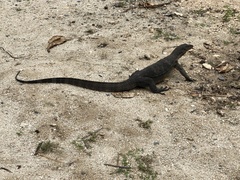Varanus salvator