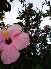 Hibiscus