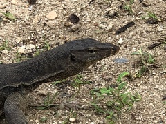 Varanus salvator