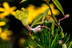 Ceropegia carnosa