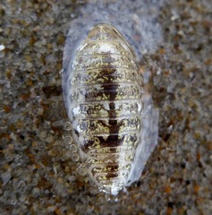 Alloniscus perconvexus