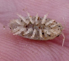 Alloniscus perconvexus