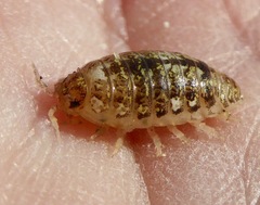 Alloniscus perconvexus