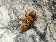 Lamelligomphus formosanus