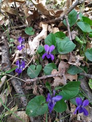 Viola odorata