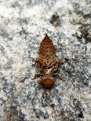 Lamelligomphus formosanus