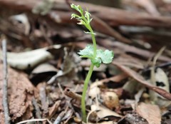 Acianthus amplexicaulis