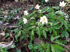 Anemonoides nemorosa